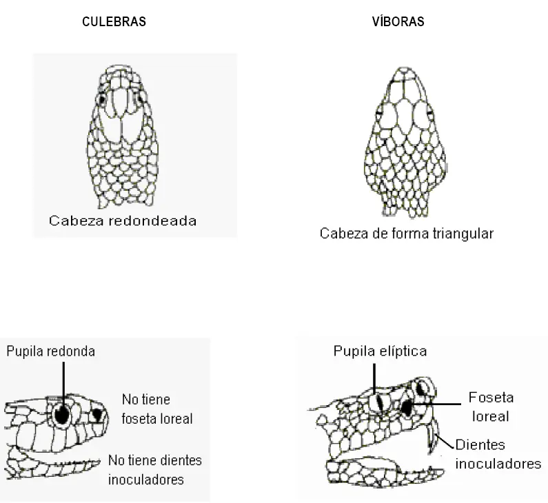 Serpientes Poco Conocidas Tóxicas para el Hombre(Colubridas