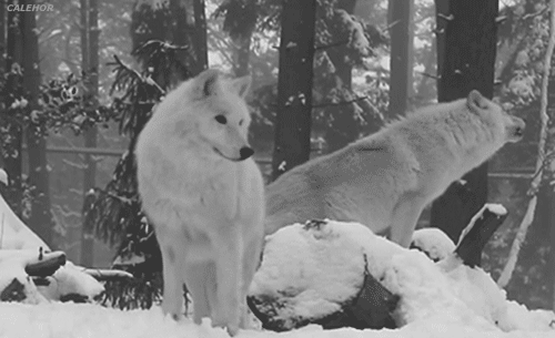Había demasiados venados en el bosque,los lobos lo arreglan