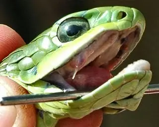 tamnodinastes strigilis