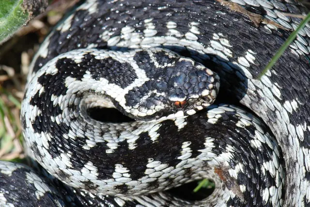 boomslang
