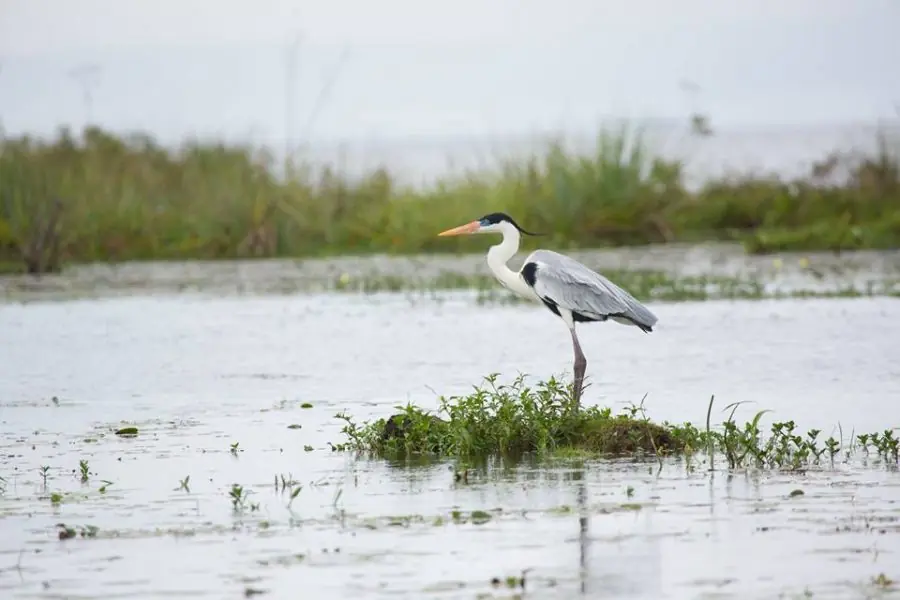 Conoce las tierras del Iberá que Thompkins donará para un...