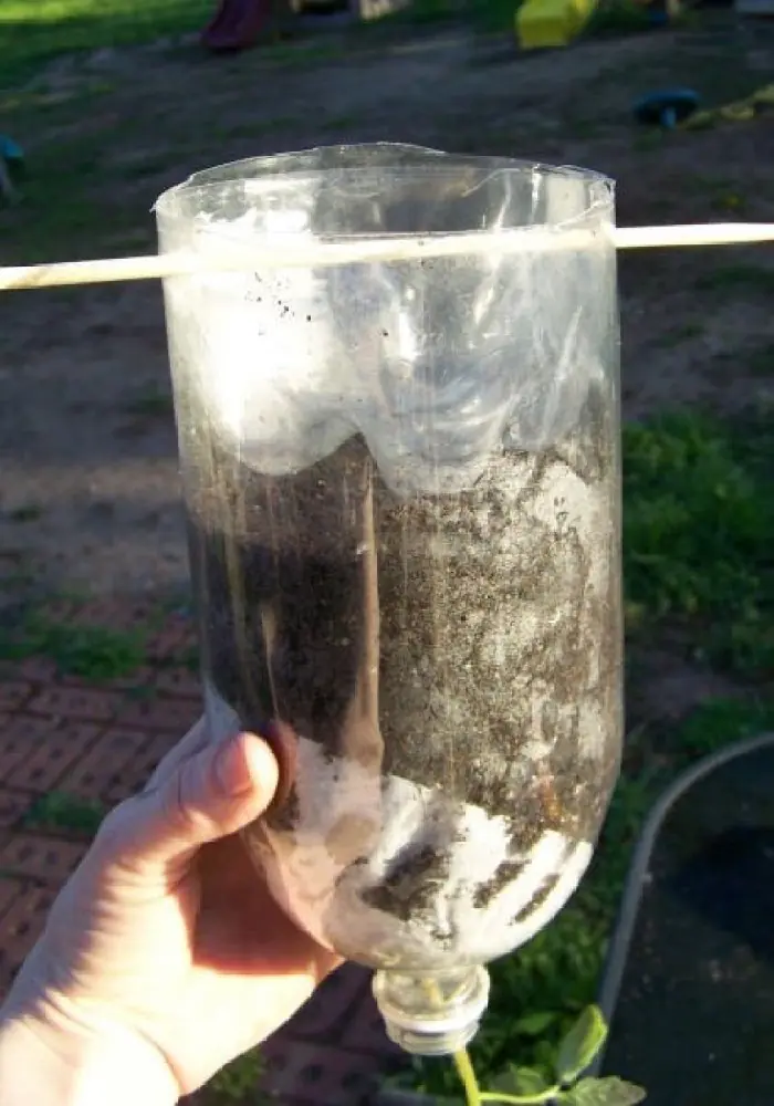 Como plantar tomates en botellas de plástico colgantes