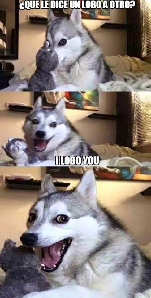 husky