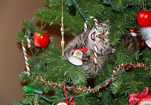 navidad