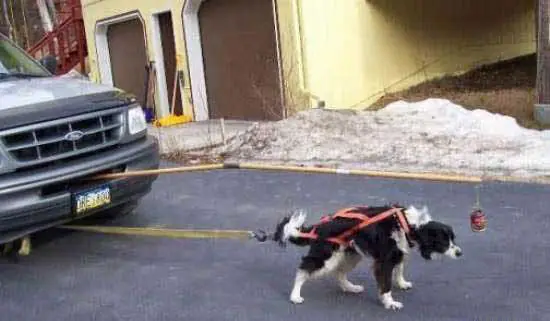 Perro expresiones