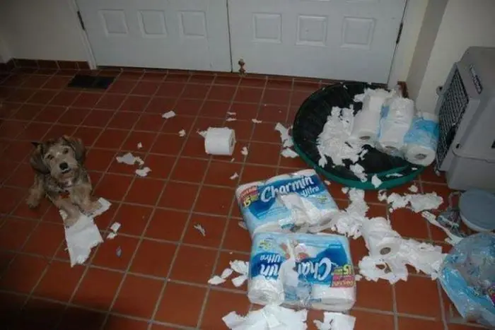 Imagen graciosa perros