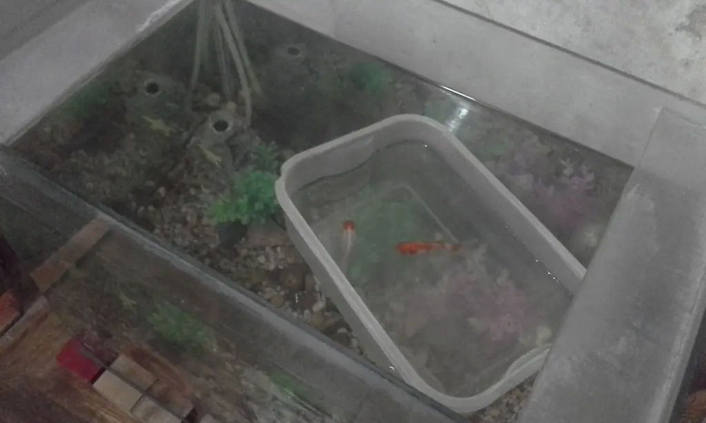 Cómo cambiar el agua de los peces correctamente
