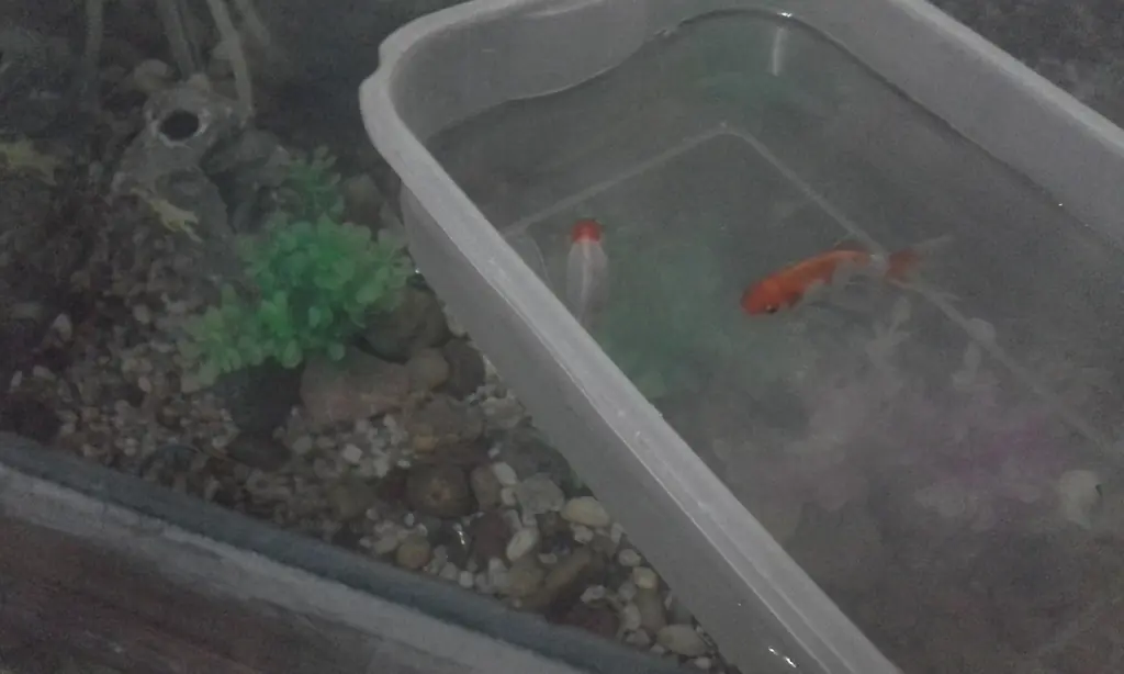 peces