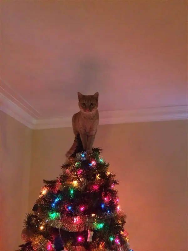 Arbol