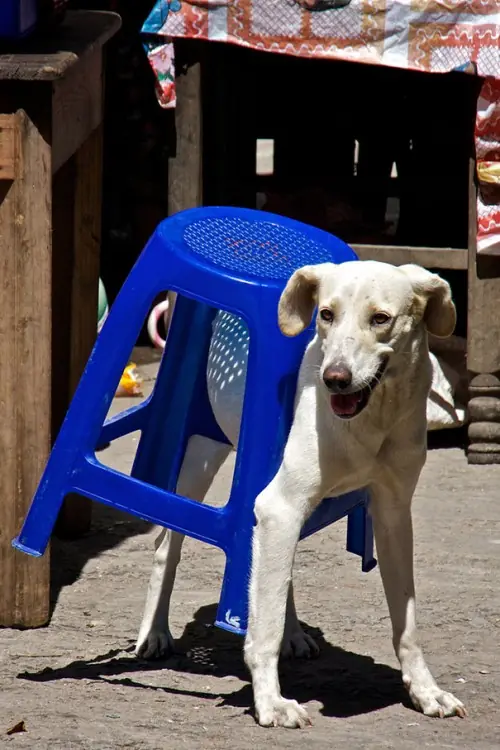 fotos de gatos/perros perdiendo batalla contra los muebles