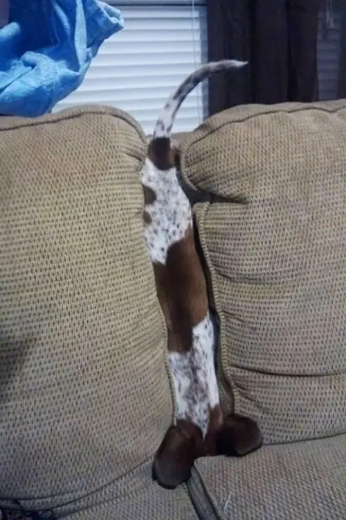 perros