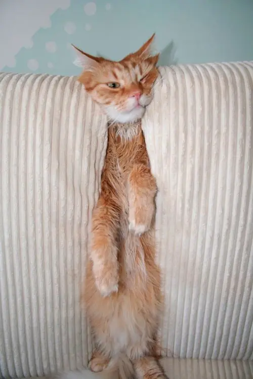 fotos de gatos/perros perdiendo batalla contra los muebles