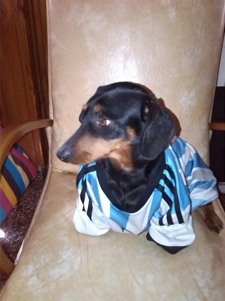 salchichas