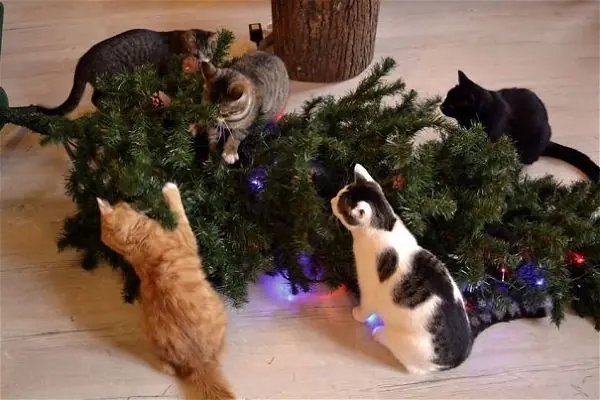 gatos