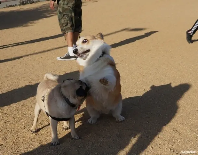 Perros que no pueden creer lo que está sucediendo
