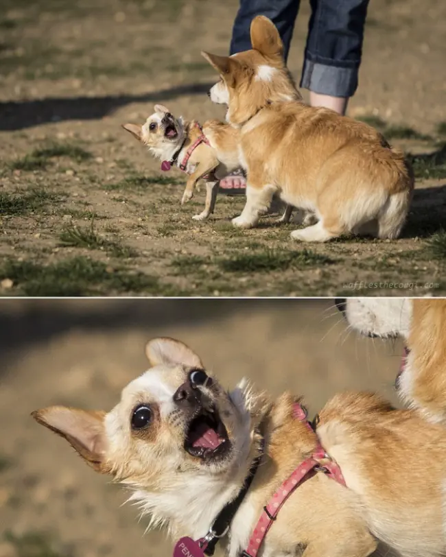perros