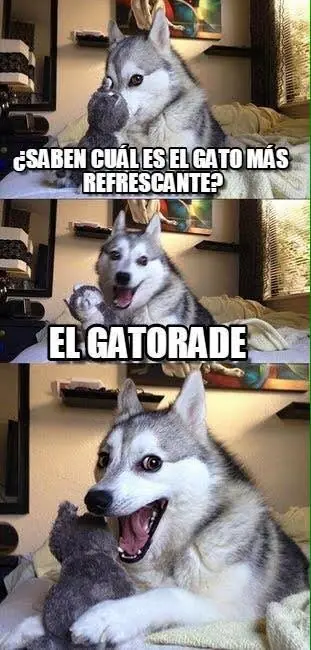 El perro Husky - compilado