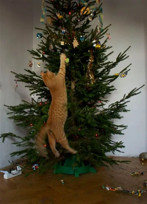 15 Gatos Ayudando A Decorar El Árbol De Navidad