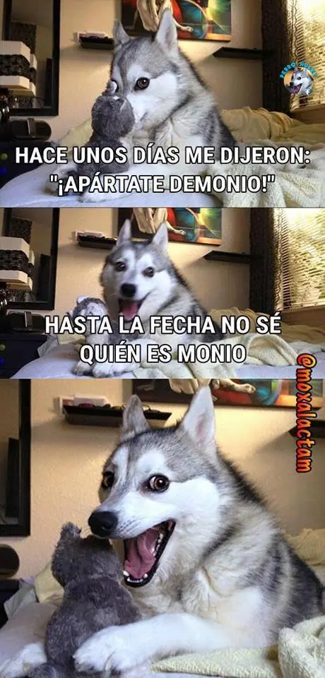 El perro Husky - compilado