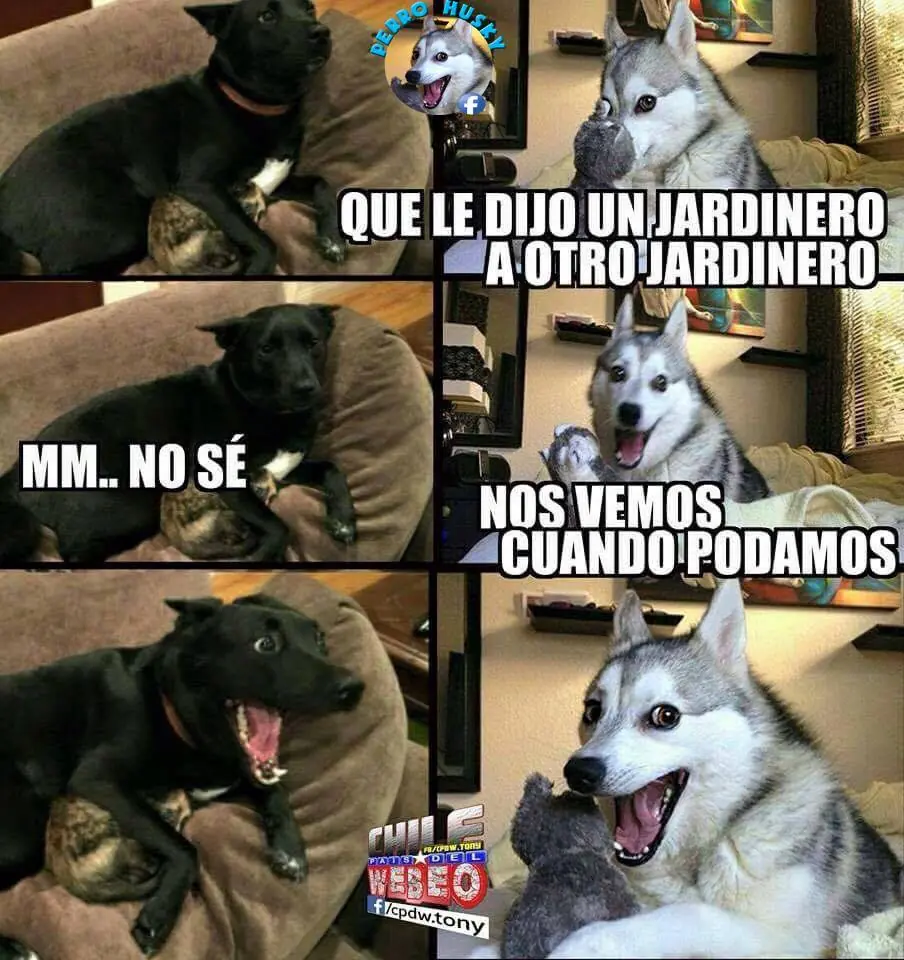 perro