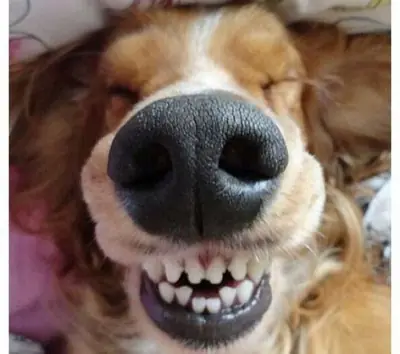 15 Perros Con Expresiones Envidiables 2da Parte