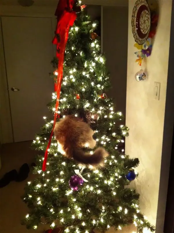 15 Gatos Ayudando A Decorar El Árbol De Navidad