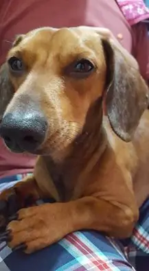perros perros