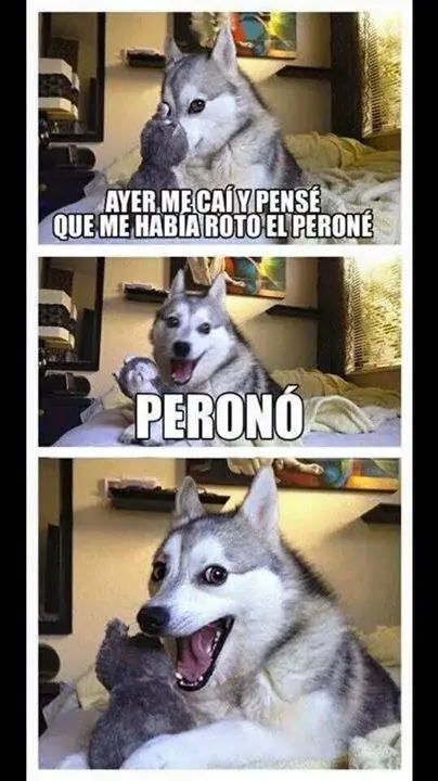 perro