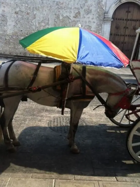 24 Cosas locas que sólo verás en Latinoamérica
