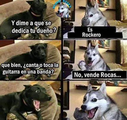 husky