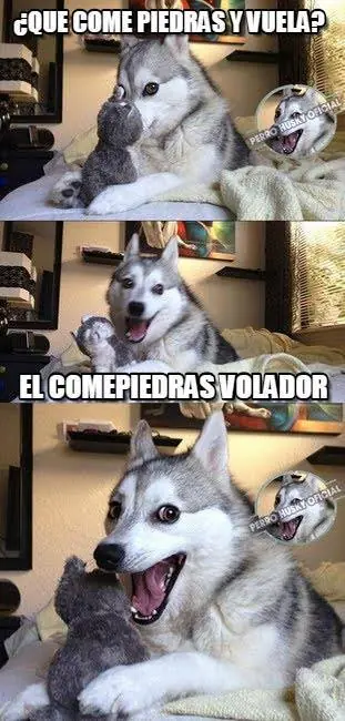 El perro Husky - compilado