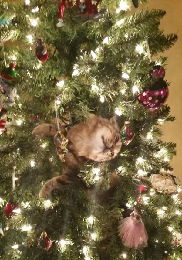 navidad