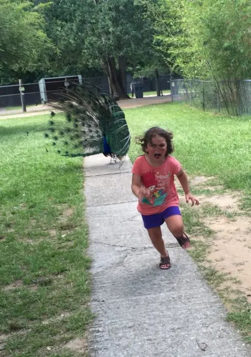 Esta niñita intentó huir de un Pavo e Internet la trolleó.
