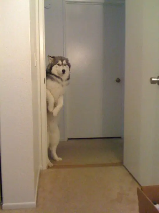 perros graciosos