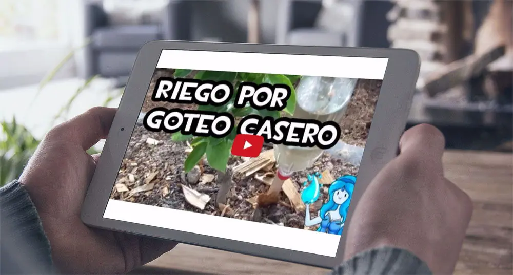 Cómo hacer un sencillo riego por goteo casero con botellas