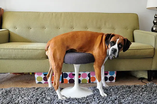 fotos de gatos/perros perdiendo batalla contra los muebles