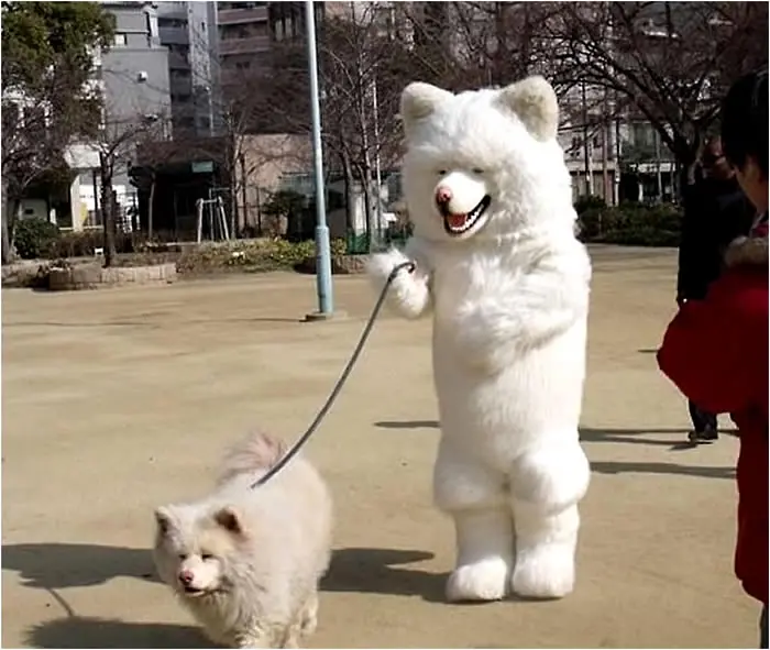 15 Perros Con Expresiones Envidiables 2da Parte