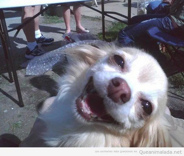 15 Perros Con Expresiones Envidiables 2da Parte
