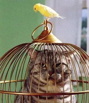 gatos