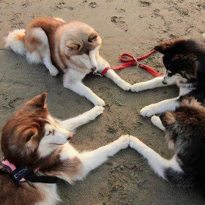 Perro expresiones