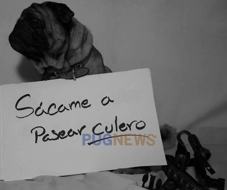 Basta de Perrinismo, Ni un perro menos, Perros Se Quejan