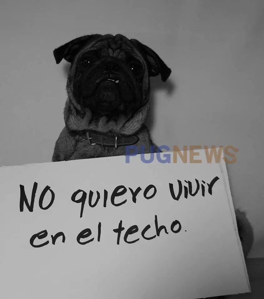 amor amor