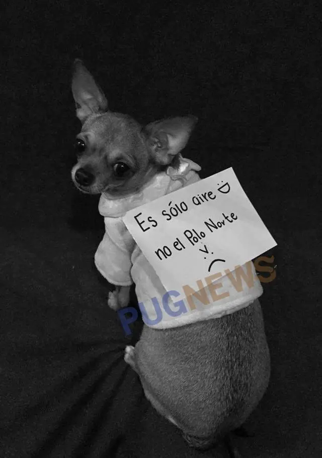 Basta de Perrinismo, Ni un perro menos, Perros Se Quejan Basta de Perrinismo, Ni un perro menos, Perros Se Quejan