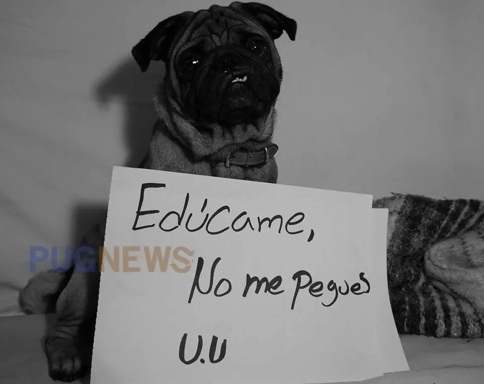 perros perros
