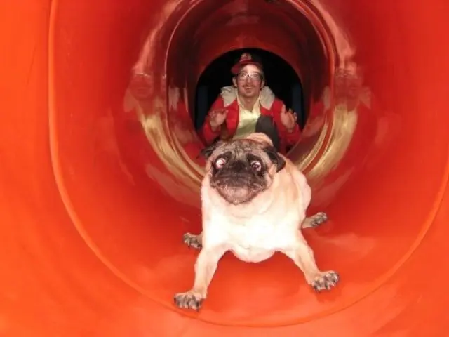 Imagen graciosa perros
