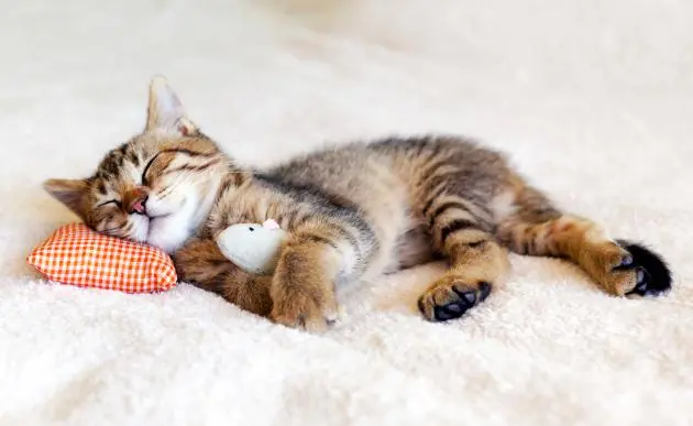 11 veces en que los gatos nos enseñaron cómo tomar una buena