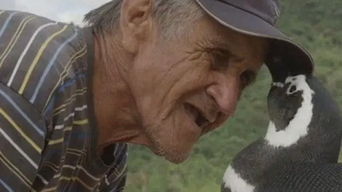 pinguino