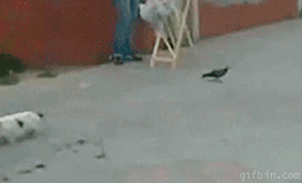 11 veces en que los gatos nos enseñaron cómo tomar una buena