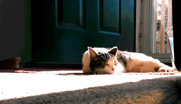 11 veces en que los gatos nos enseñaron cómo tomar una buena
