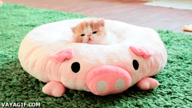 11 veces en que los gatos nos enseñaron cómo tomar una buena